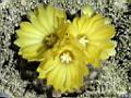 Echinocactus_Epidote.jpg